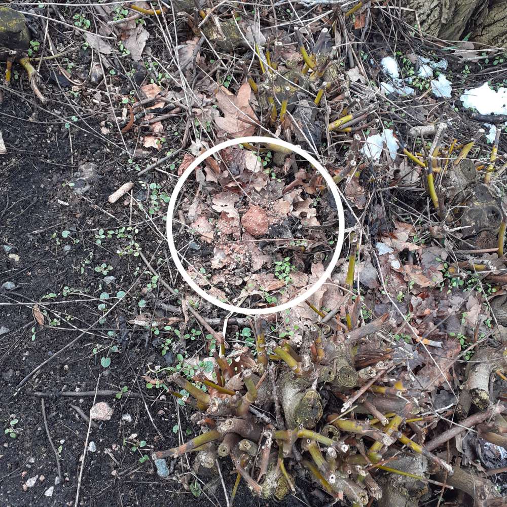 Giftköder-Potentieller Giftköder-Profilbild