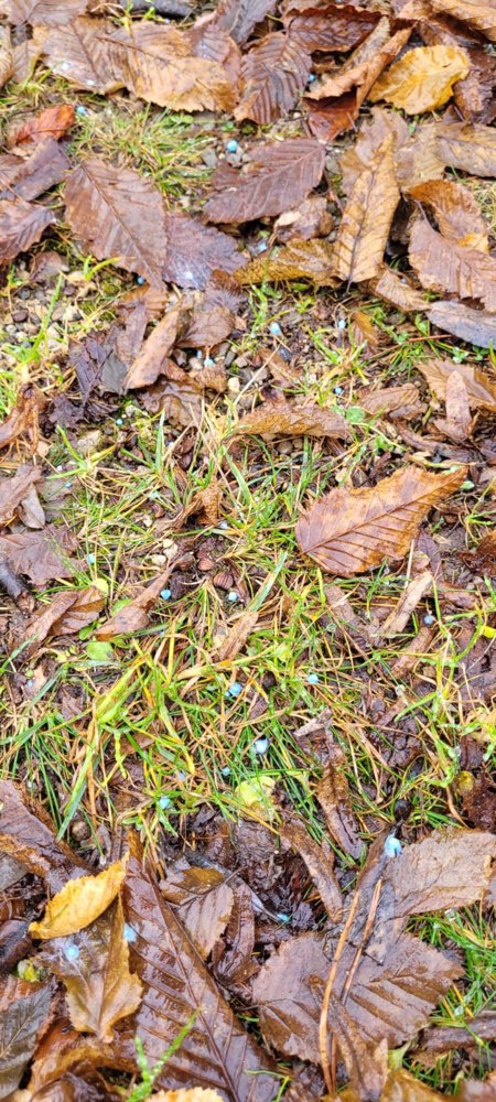 Giftköder-Möglicherweise Gift-Profilbild