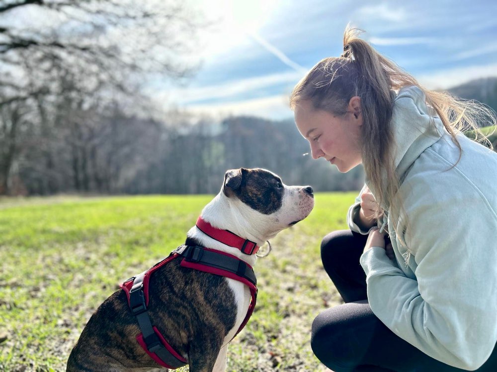 Hundetreffen-Hundekumpel zum trainieren und toben gesucht-Profilbild