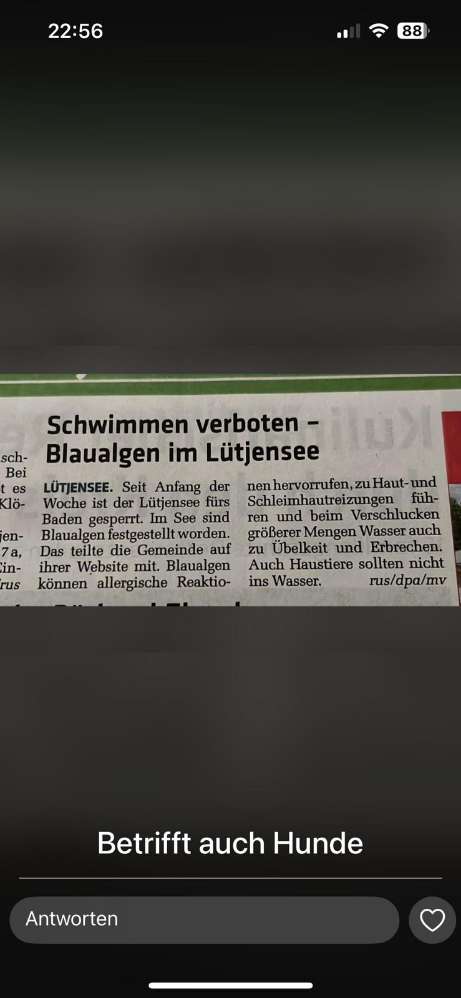 Giftköder-Blaualgenmeldung im Lütjensee-Profilbild