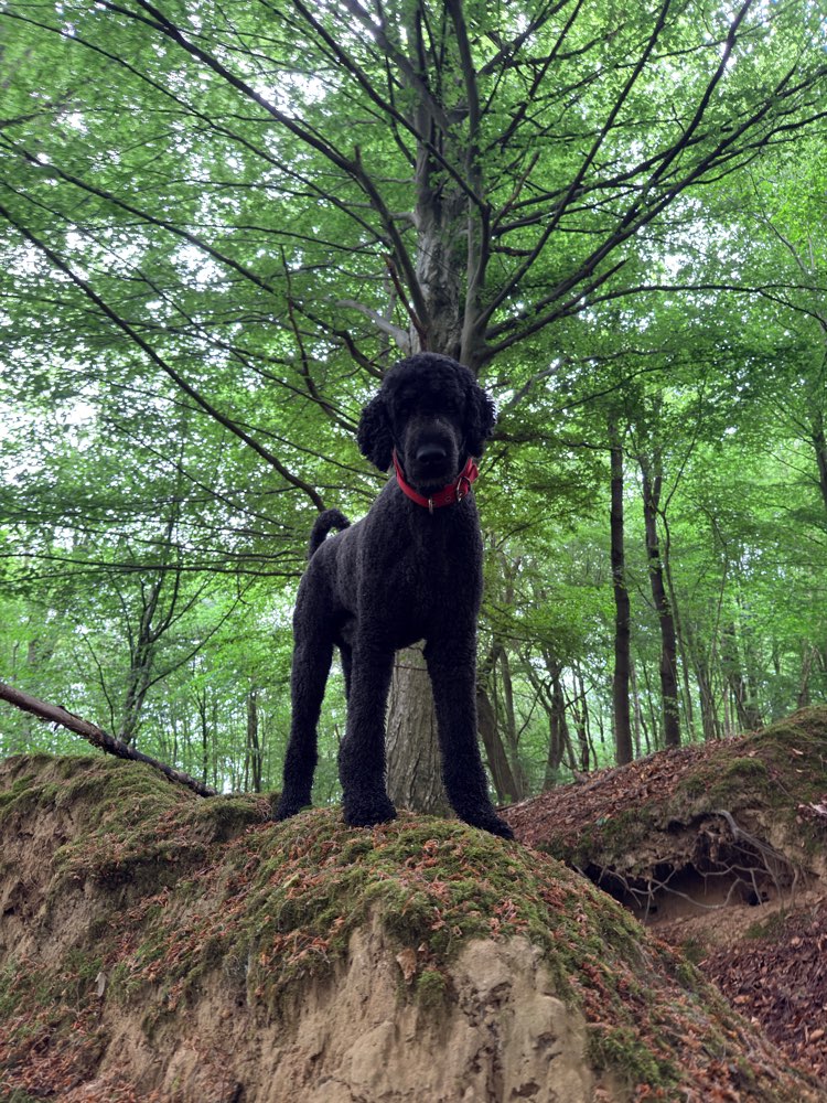 Hundetreffen-Spielrunde Ortenberg/Ranstadt/Glauburg-Profilbild