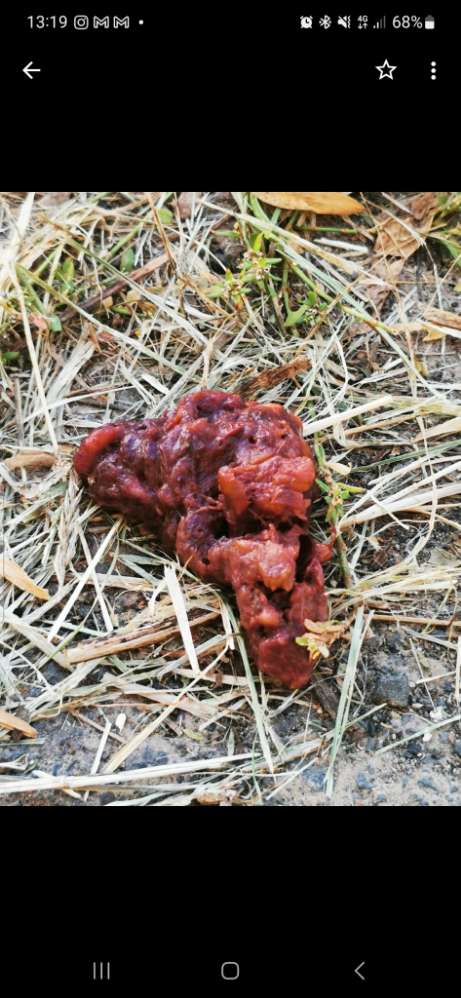 Giftköder-Giftköder-Profilbild