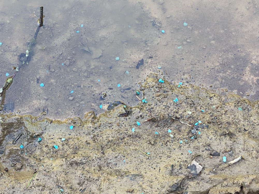 Giftköder-Vermutlich Blaukorn!-Profilbild