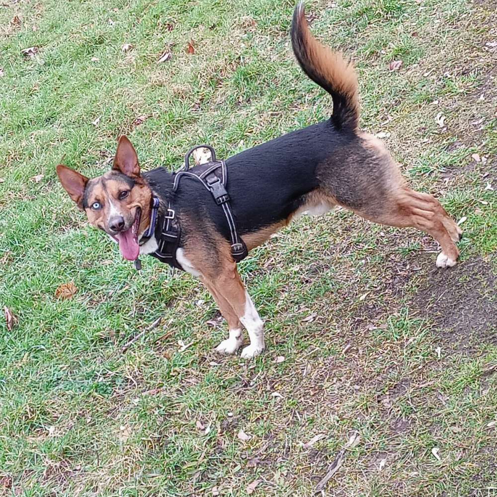 Hundetreffen-Hundetreffen in Halle-Neustadt gesucht-Profilbild