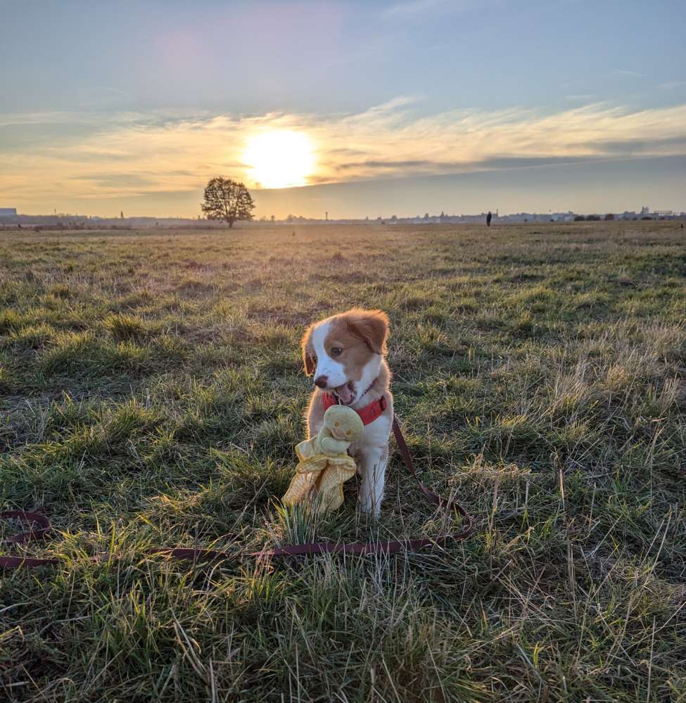 Hundetreffen-Welpentreff-Profilbild