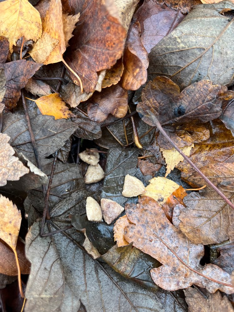 Giftköder-Leckerlis im Laubhaufen-Profilbild