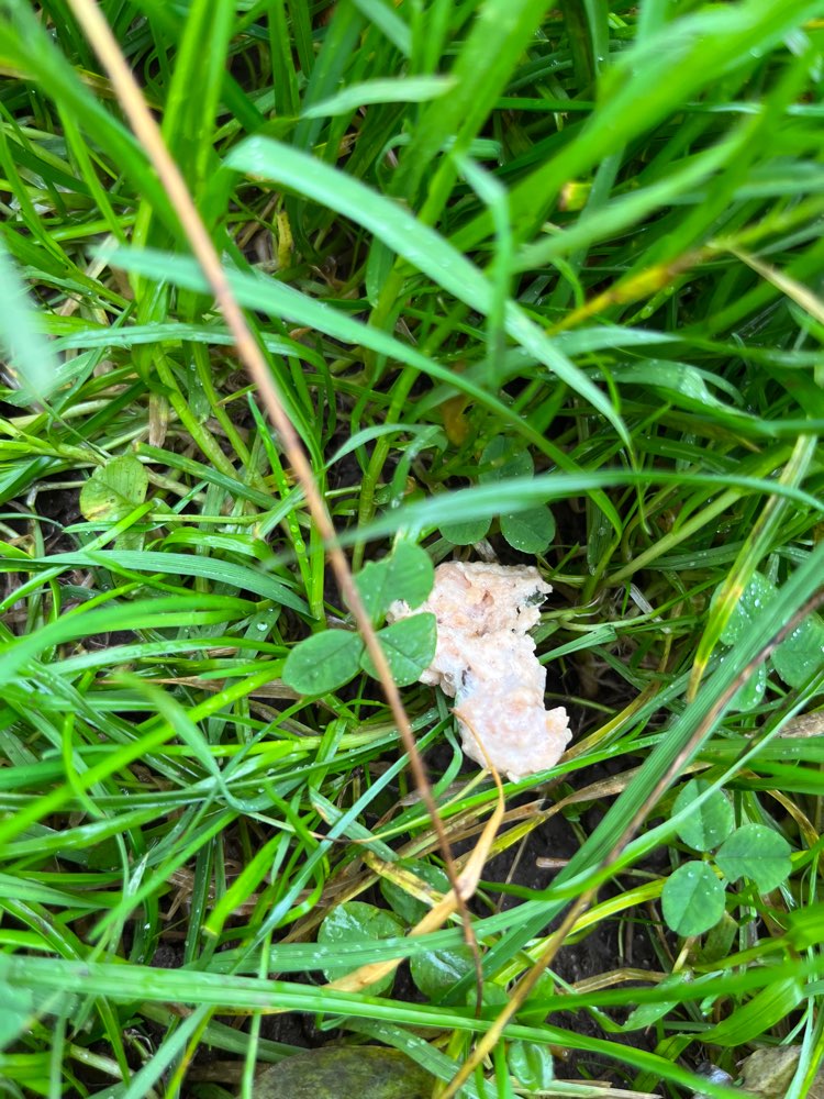 Giftköder-Gewolftes Fleisch in Jersbek-Profilbild