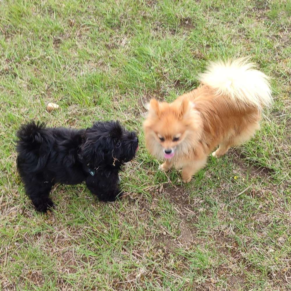 Hundetreffen-Kleine Hunderassen-Profilbild