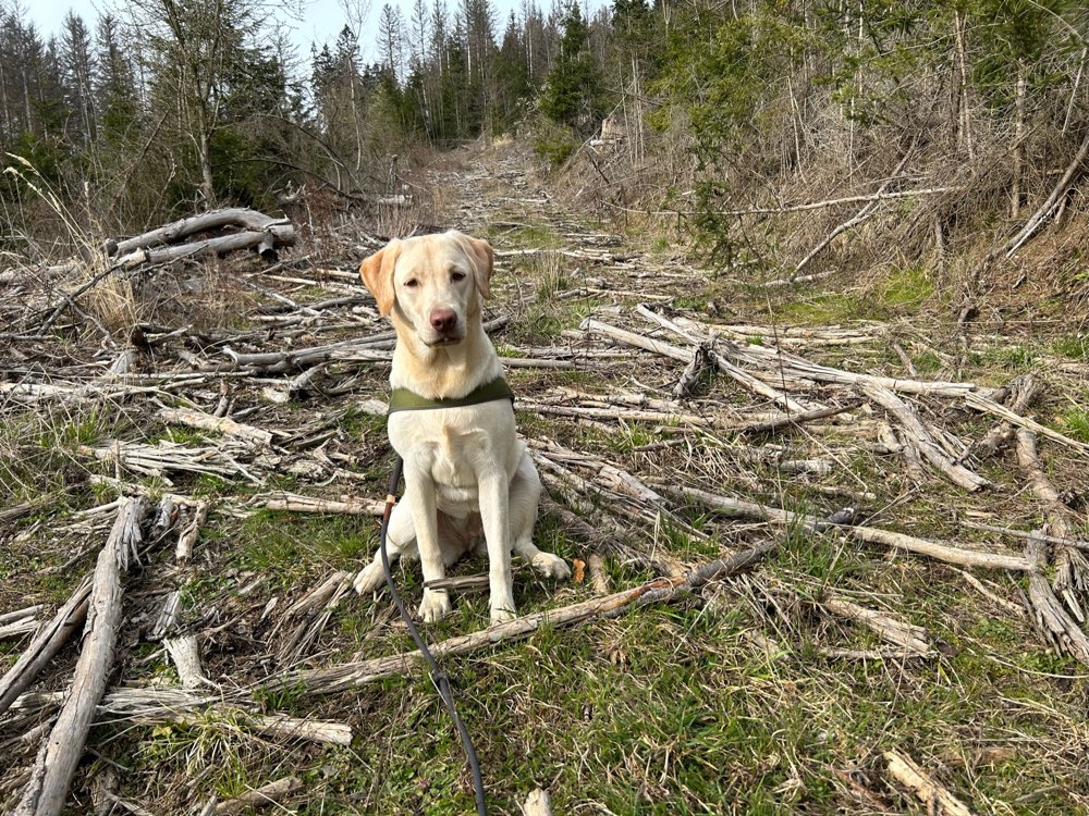 Hundetreffen-Gemeinsam Spiele-Profilbild