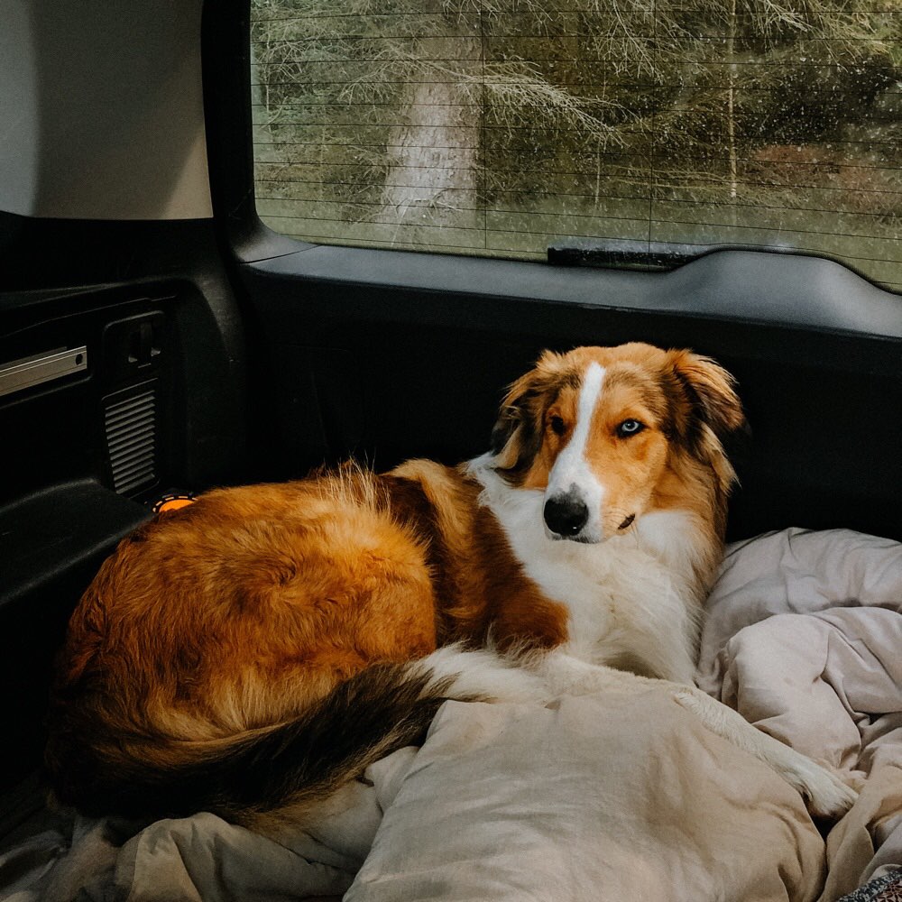 Hundetreffen-Spielpartner für Junghund gesucht-Profilbild
