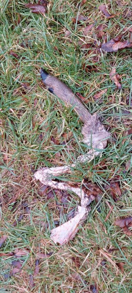 Giftköder-Rehkadaver, vermutlich gerissen-Profilbild