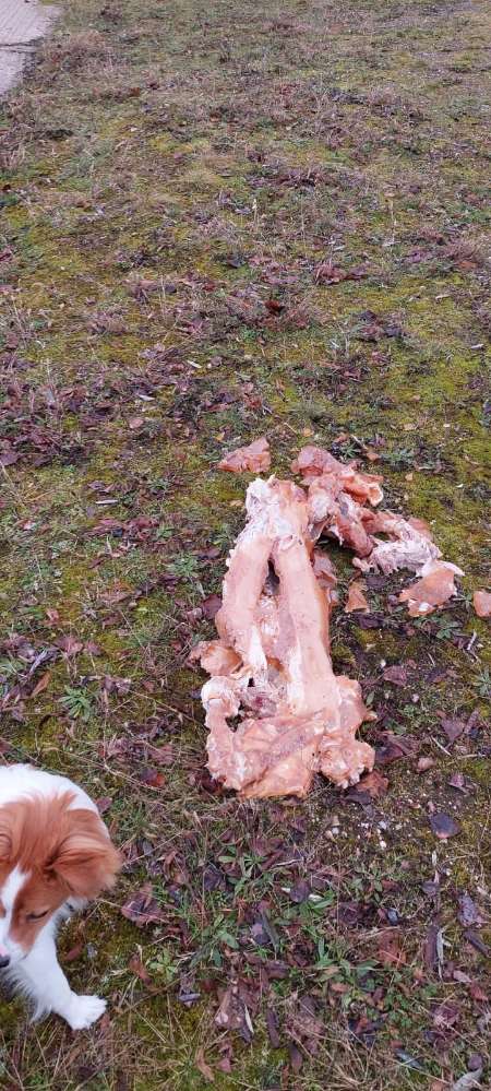 Giftköder-Fleischreste am Parkplatz vom Woliday-Profilbild