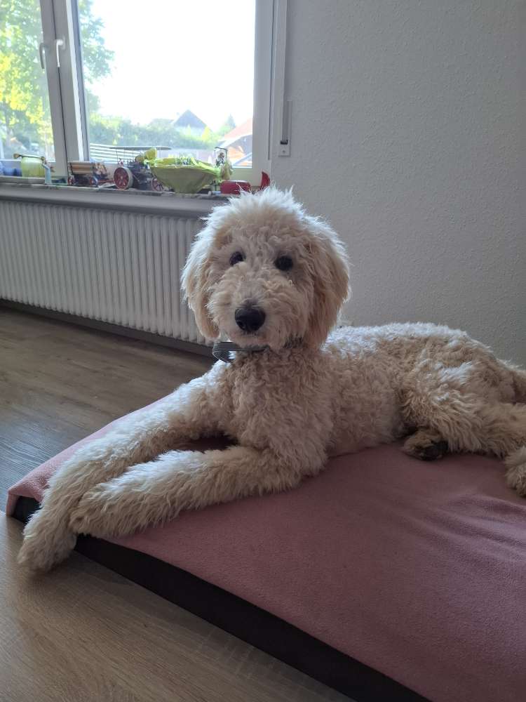 Hundetreffen-Welpen und Junghundetreffen-Profilbild
