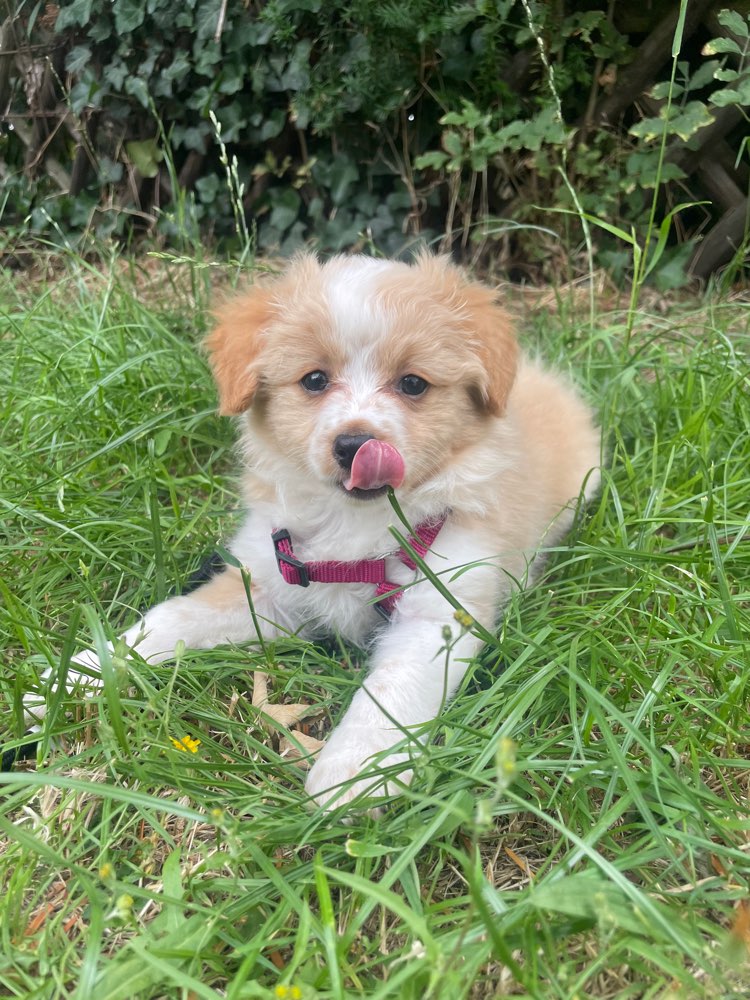 Hundetreffen-Welpentreffen-Profilbild