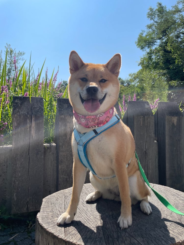 Hundetreffen-Hanabi sucht neue Spielfreunde-Profilbild