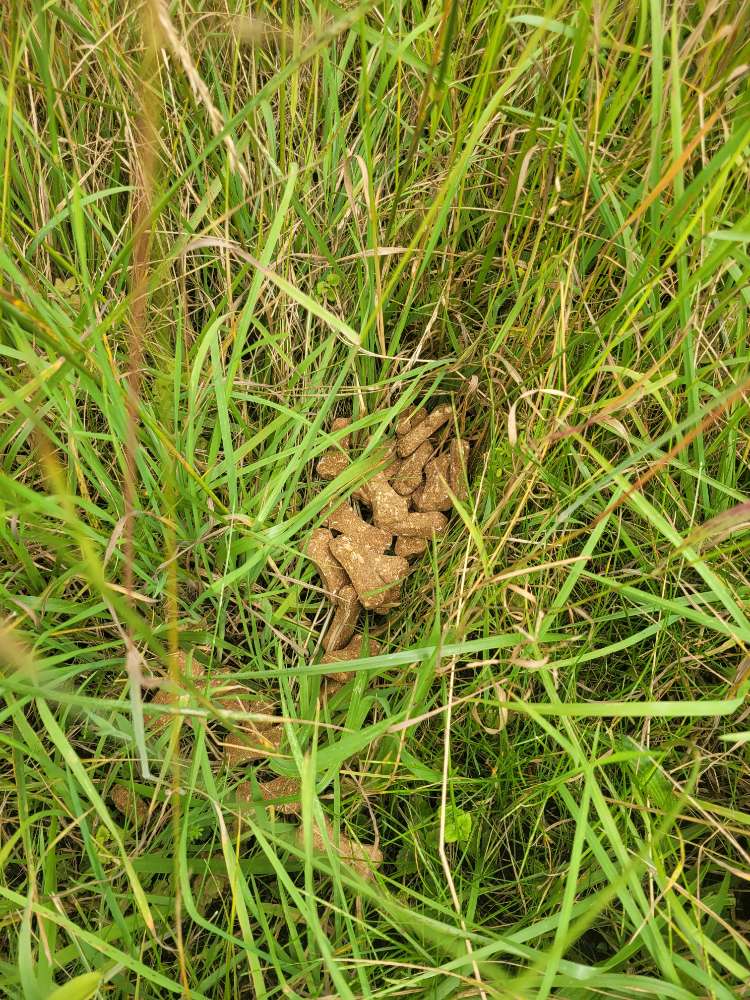 Giftköder-Hundefutter, mögliche Giftköder-Profilbild