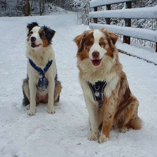 Hundetreffen-Welpentreffen in und um Lollar-Profilbild