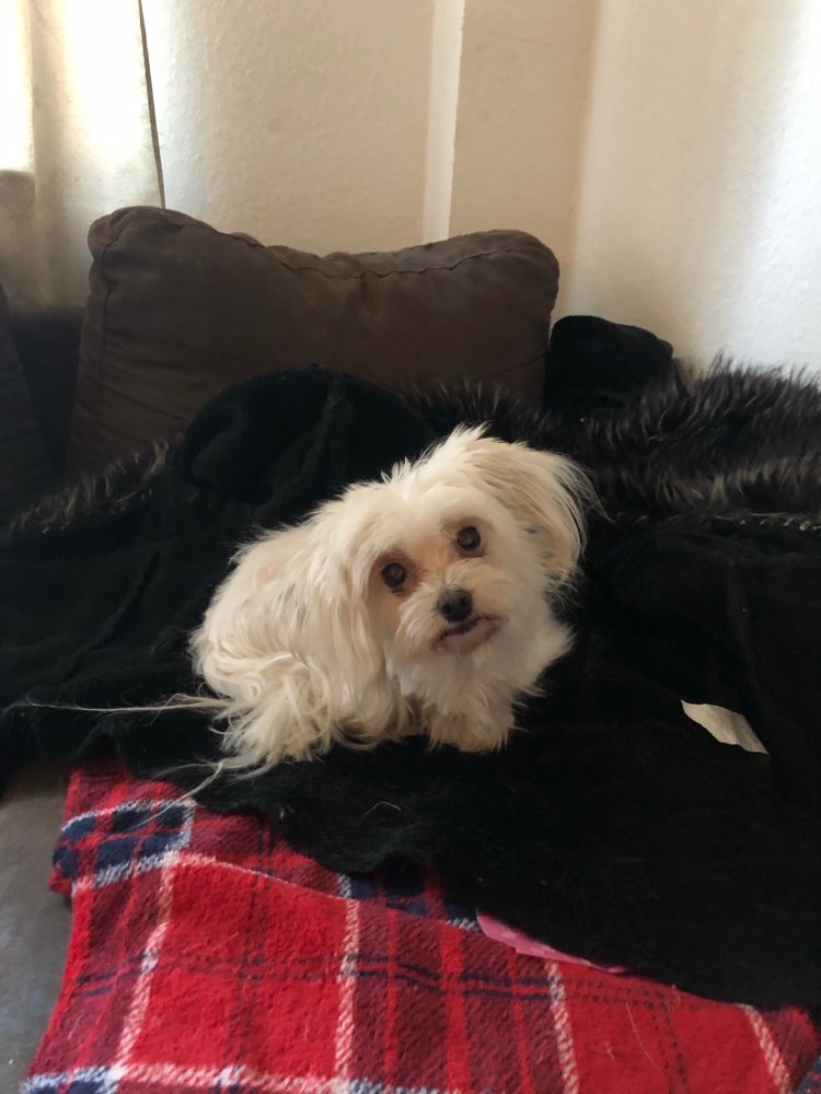 Hundetreffen-Malteser treffen Düsseldorf-Profilbild