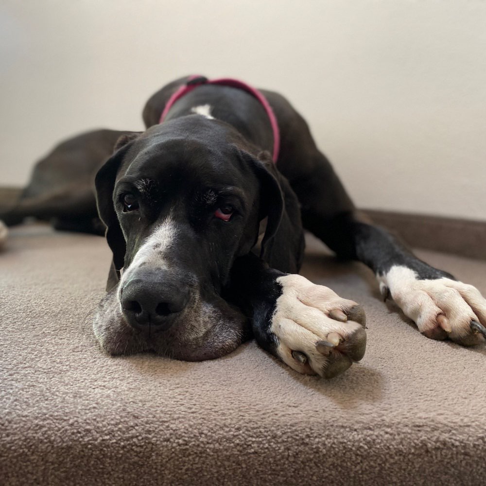 Hundetreffen-Gassi oder Spielrunde 🐾-Profilbild