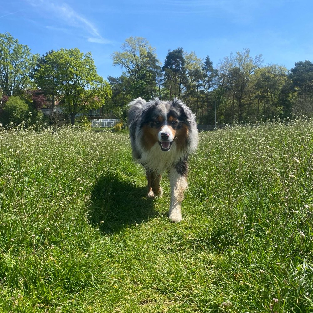 Hundetreffen-Spielrunden in Freiburg-Profilbild