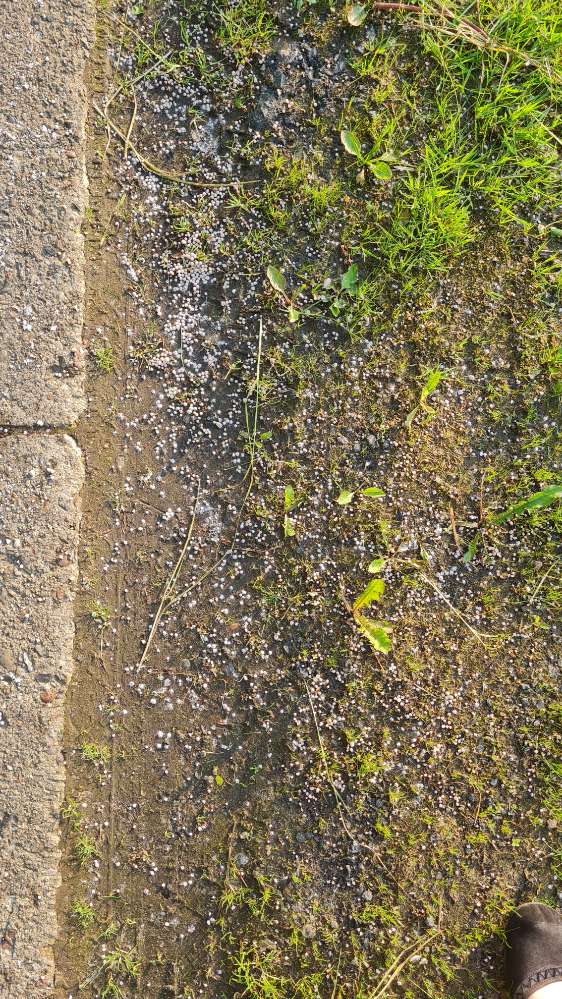 Giftköder-Weise Kügelchen / Dünger-Profilbild