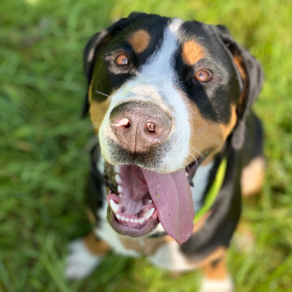 Hundetreffen-Spielen & Spazieren-Profilbild