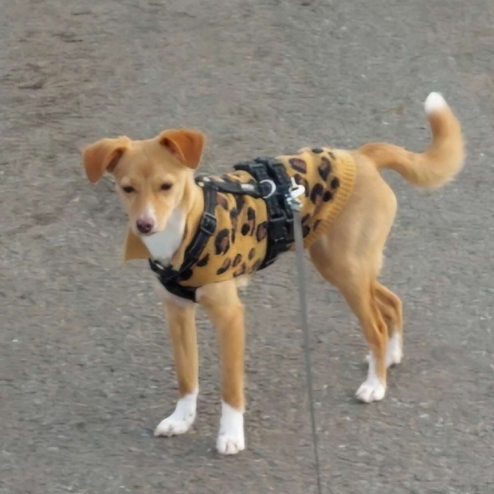 Hundetreffen-Treffen Spazieren gehen neue Leute kennenlernen.-Profilbild