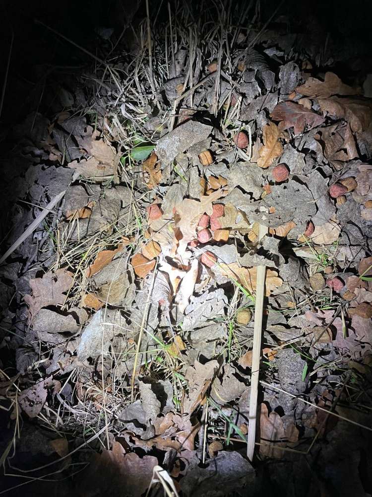 Giftköder-Verstreutes Trockenfutter-Profilbild