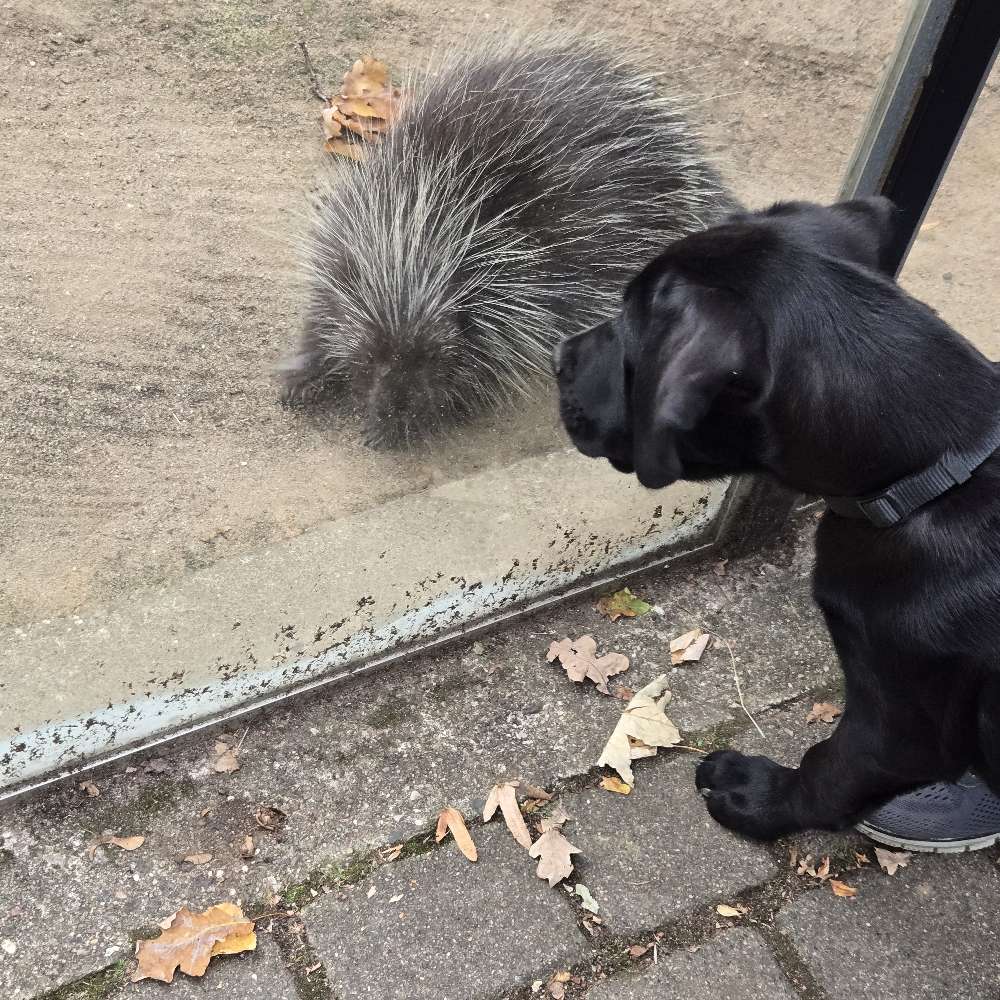 Hundetreffen-Spieletreffen-Profilbild