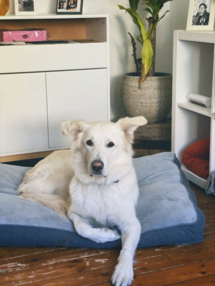 Hundetreffen-Spiel - & Spaziergefährte/in für Milow gesucht-Profilbild