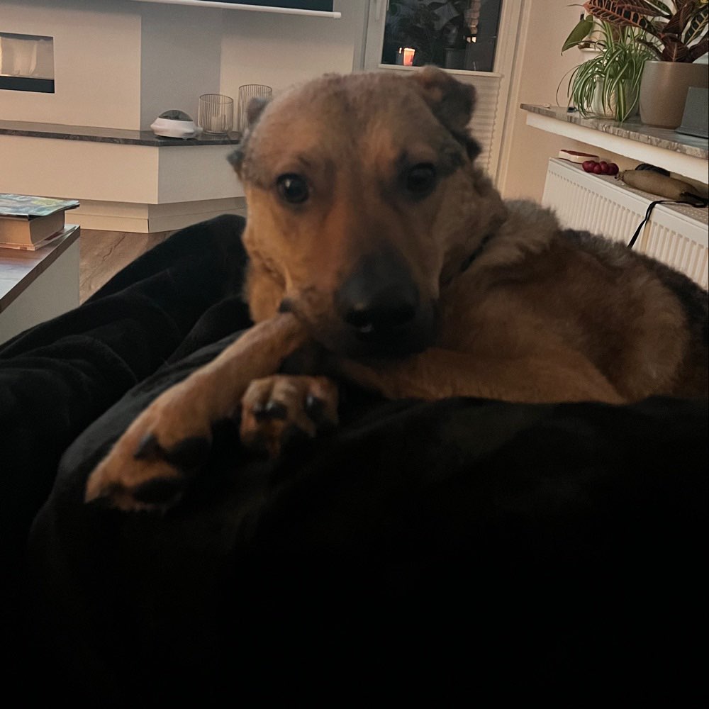 Hundetreffen-Hundetreffen-Profilbild