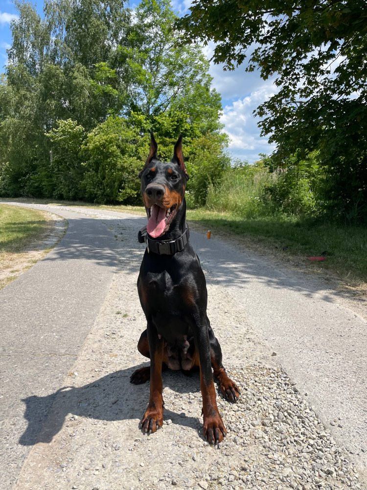 Hundetreffen-Neue Freunde Gesucht-Profilbild