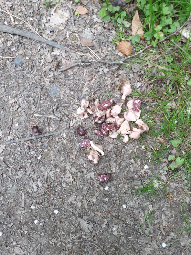 Giftköder-Achtung Fleisch und Wurststücke gefunden-Profilbild