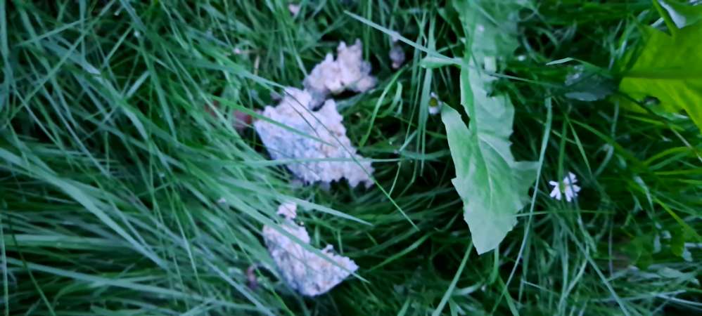 Giftköder-Giftköder-Profilbild