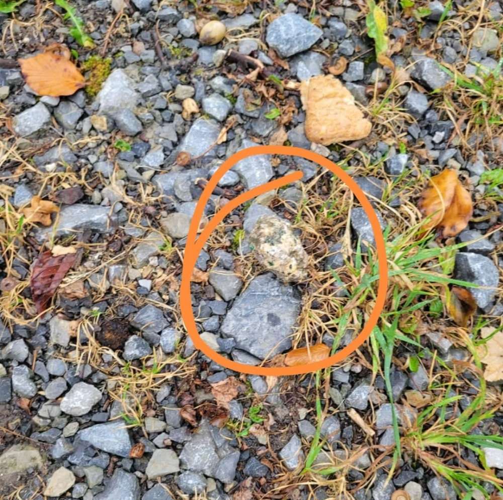 Giftköder-Giftköder-Profilbild