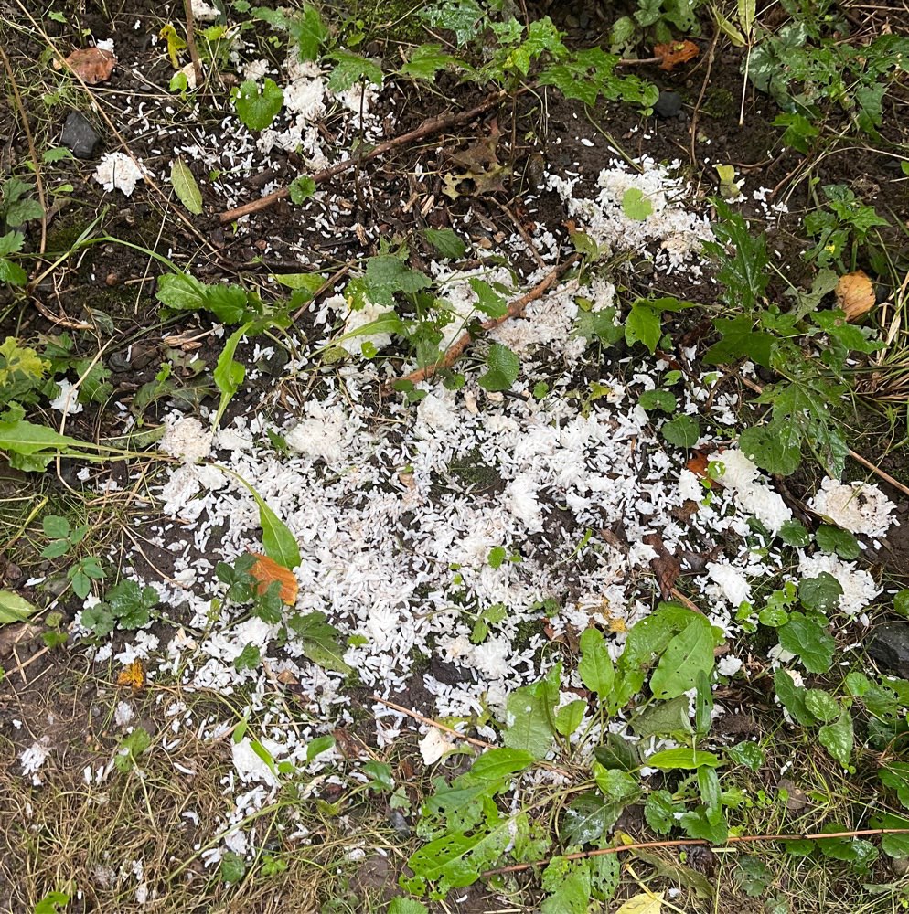 Giftköder-Essensreste Reis/Hühnchen-Profilbild