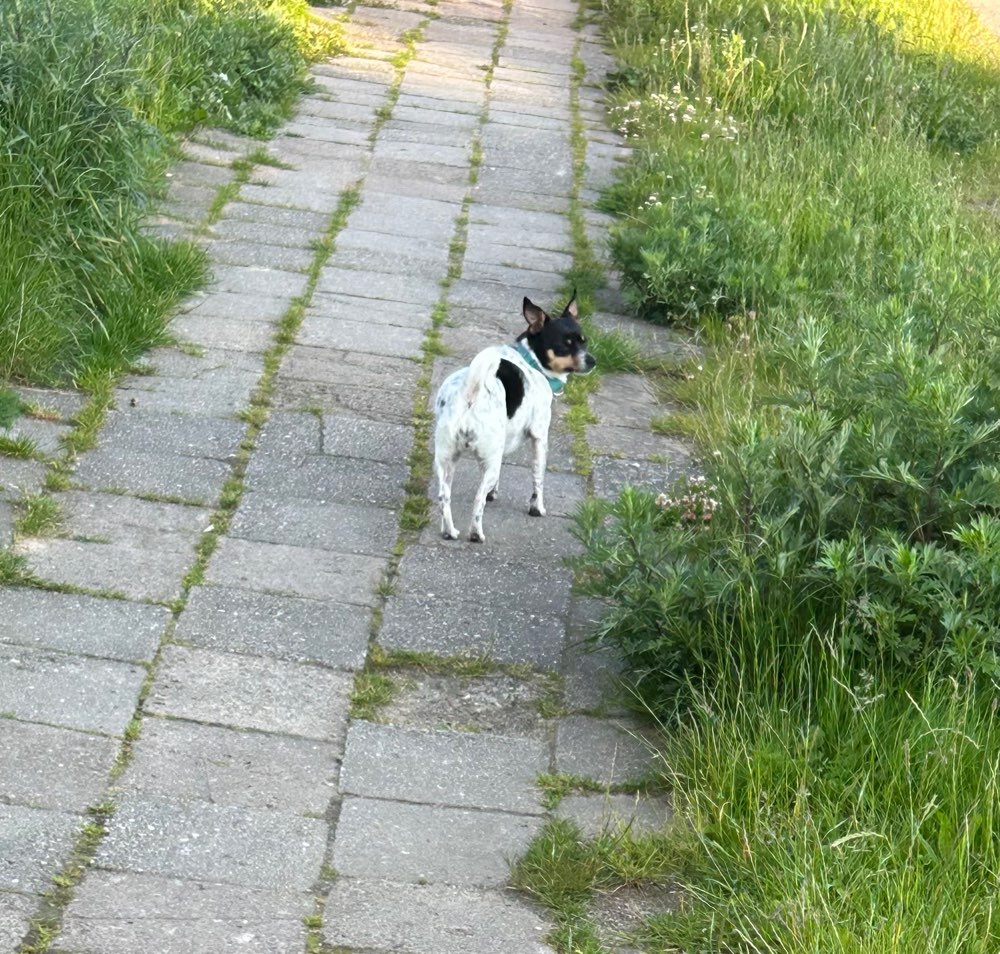 Hundetreffen-Sassnitz gasi Runde mit spielen-Profilbild