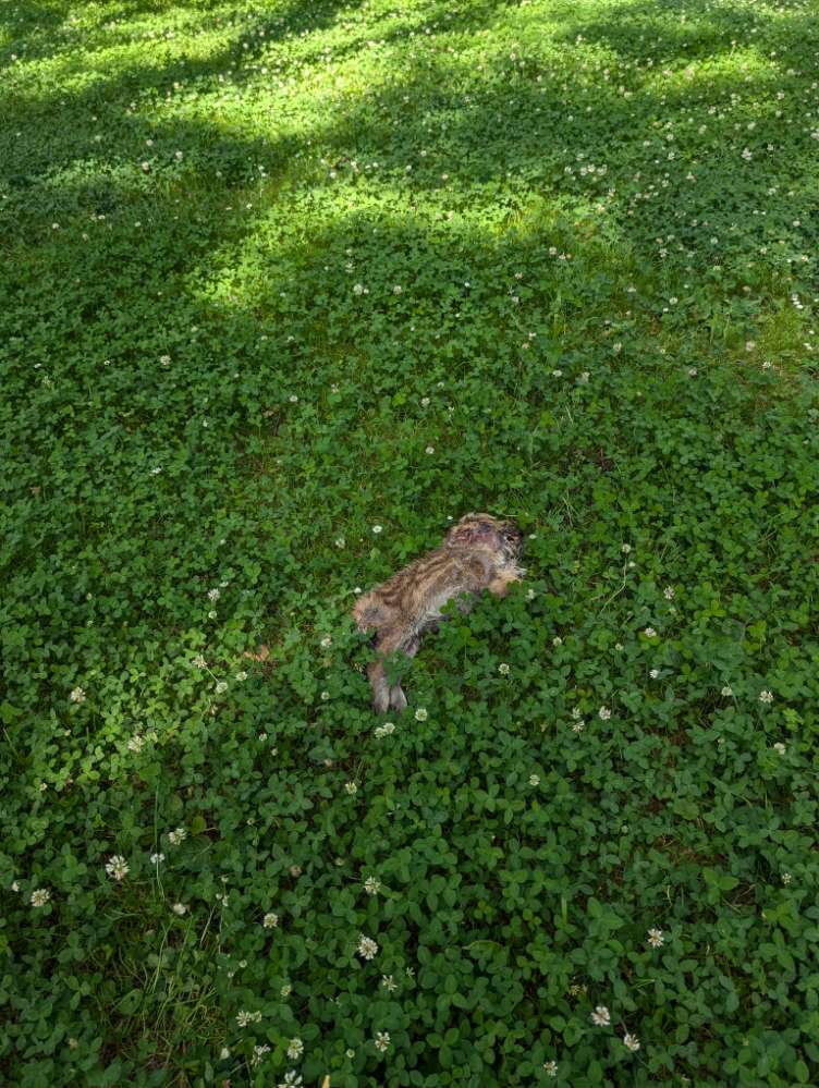 Giftköder-Würfelwiese: Totes Wildschwein-Profilbild