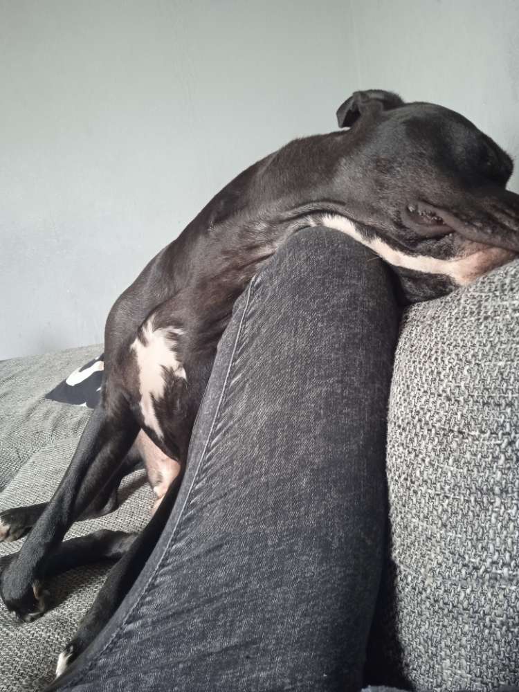 Hundetreffen-Spielrunde in Fedderwadergroden-Profilbild