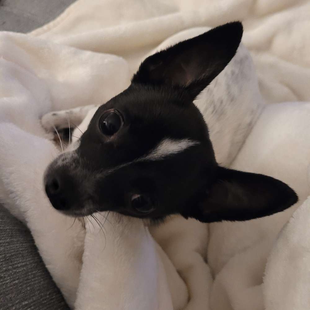 Hundetreffen-Gassi- und Spielrunde gerne im Wald-Profilbild