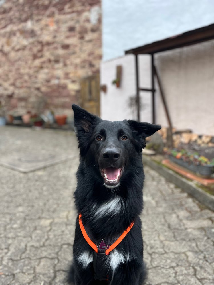 Hundetreffen-Spiele-Dates/ Gassi-Profilbild