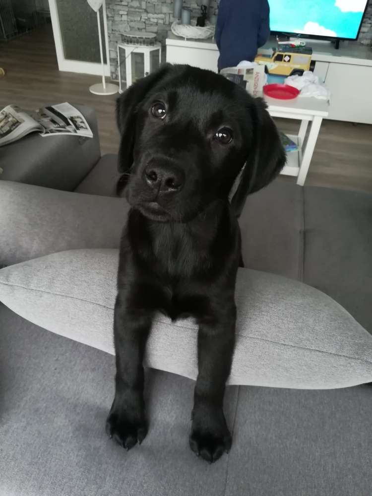 Hundetreffen-Welpentreffen-Profilbild