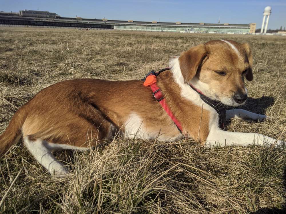 Hundetreffen-A friend for Draguta in Tempelhof-Profilbild