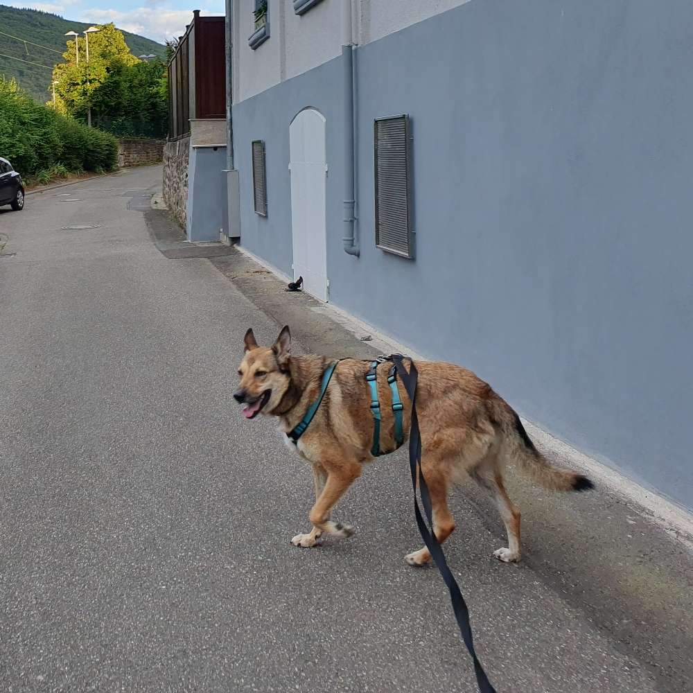 Hundetreffen-Suche Hund/e für gemeinsamen Spaziergang in Bingen und Umgebung-Profilbild
