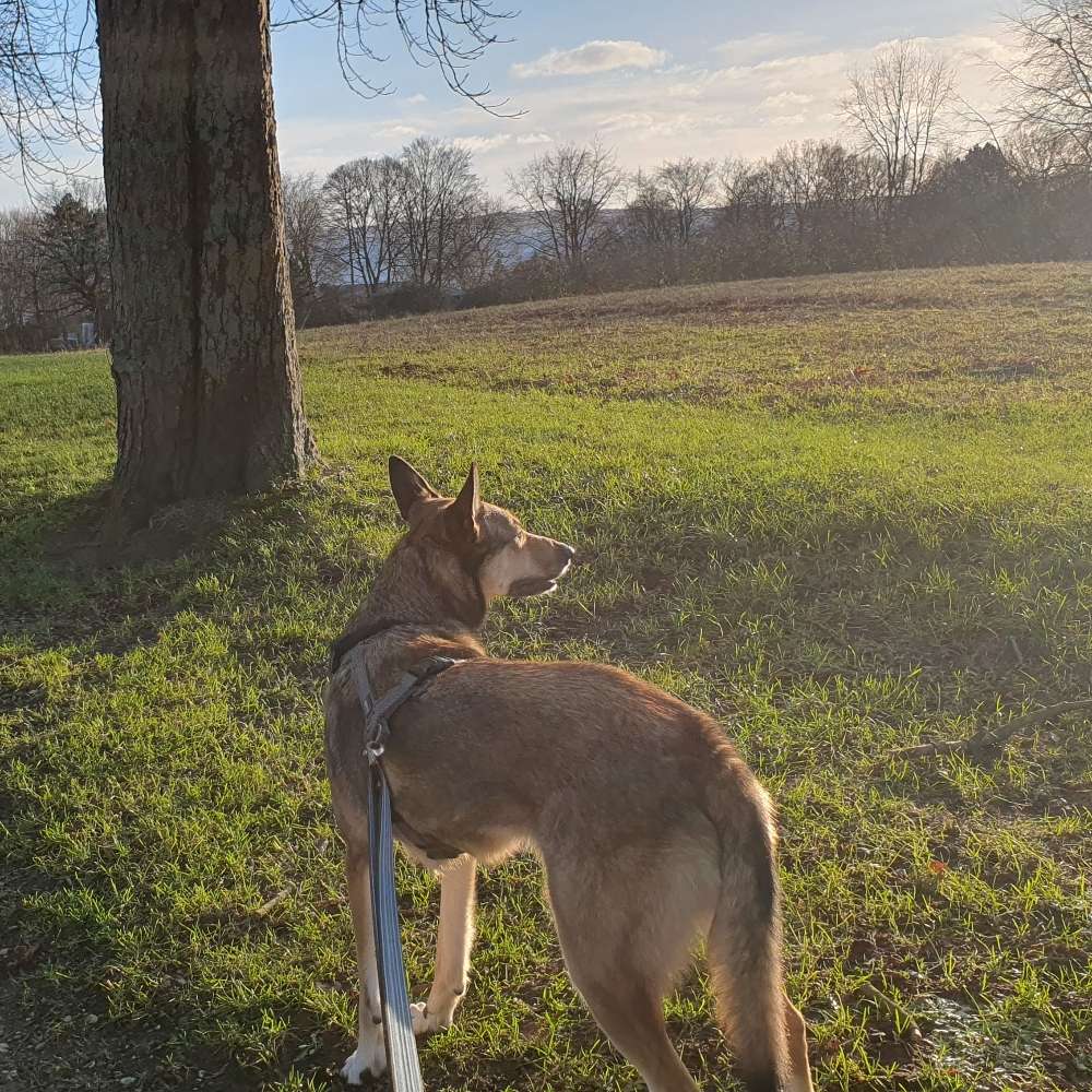 Hundetreffen-Suche Hund/e für gemeinsamen Spaziergang in Bingen und Umgebung-Profilbild