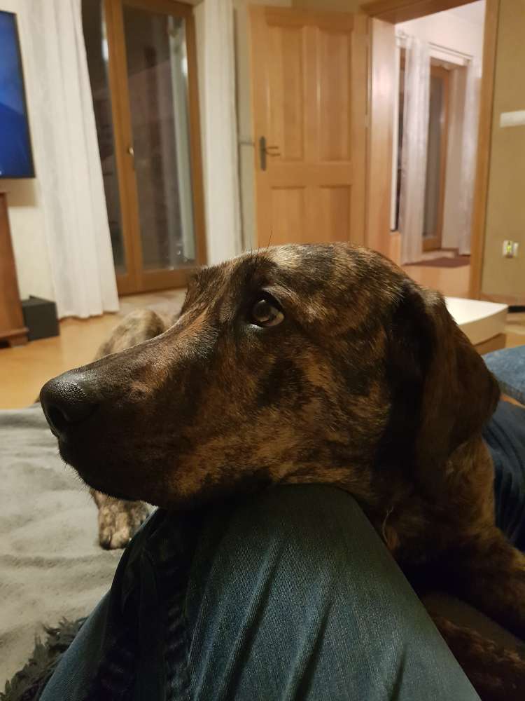 Hundetreffen-Spielrunde im Raum Rehfelde-Profilbild