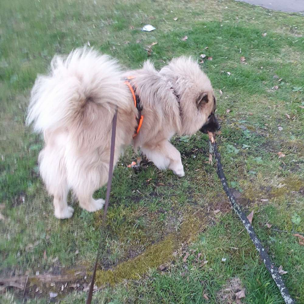 Hundetreffen-Mufasa 1 jahr rüde eurasier sucht freunde-Profilbild