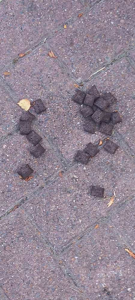 Giftköder-Vermutlicher Giftköder-Profilbild