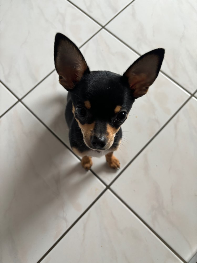 Hundetreffen-Gemeinsames spazieren gehen / sozial Kontakte  knüpfen-Profilbild