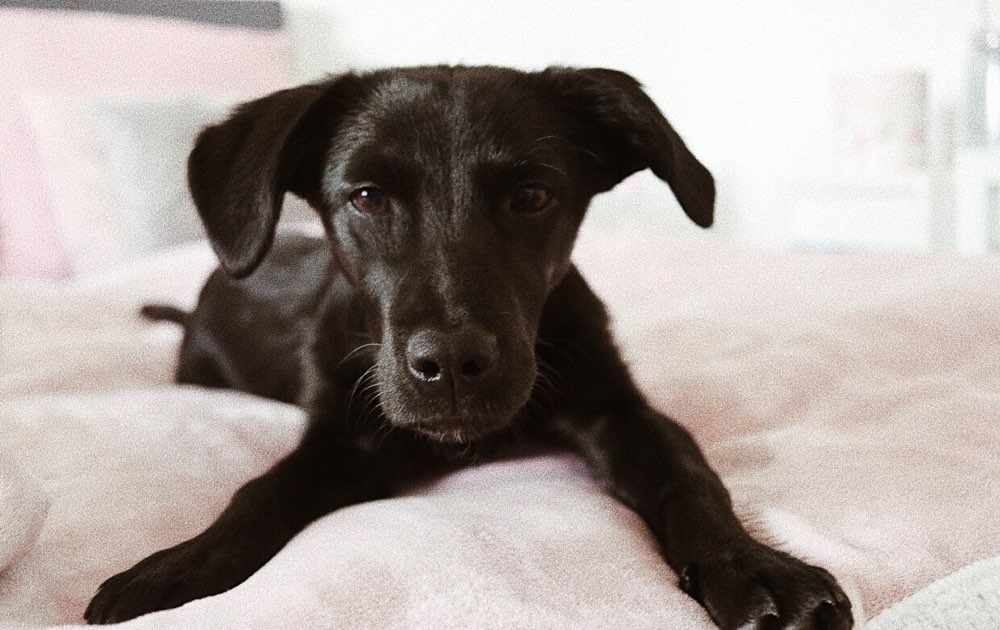 Hundetreffen-Spieltreffen in Leverkusen-Profilbild